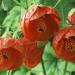 Sadnice - sobne biljke: Abutilon, slika3